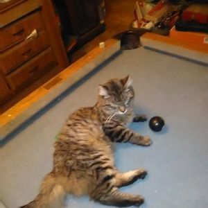 Meet your Posher, Steven